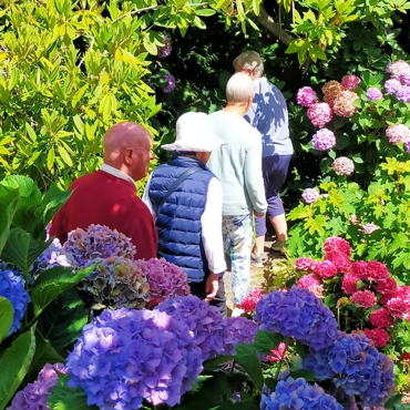 4 Walking Hydrangea Alley
