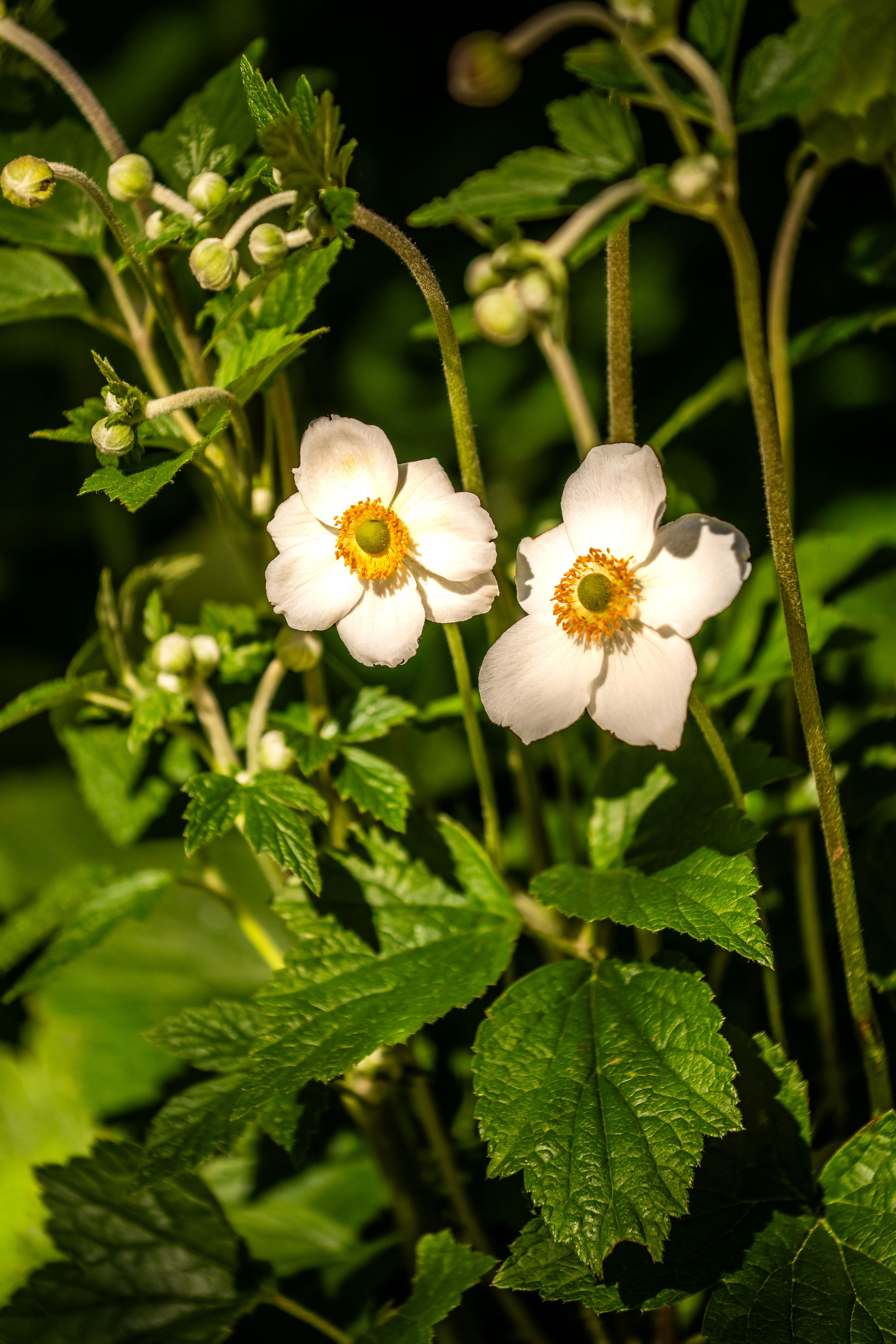 Bannermanpark 21