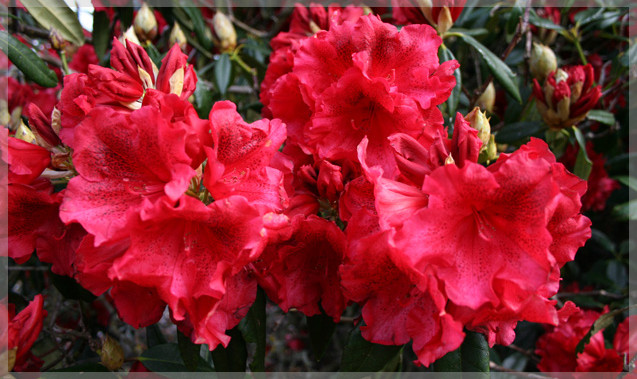 red-olympia-clipped-637x379.jpg