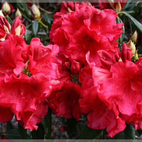 Cross Hills Gardens and Nursery image