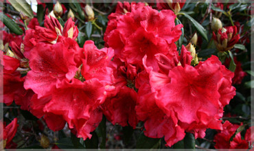 red-olympia-clipped-637x379.jpg