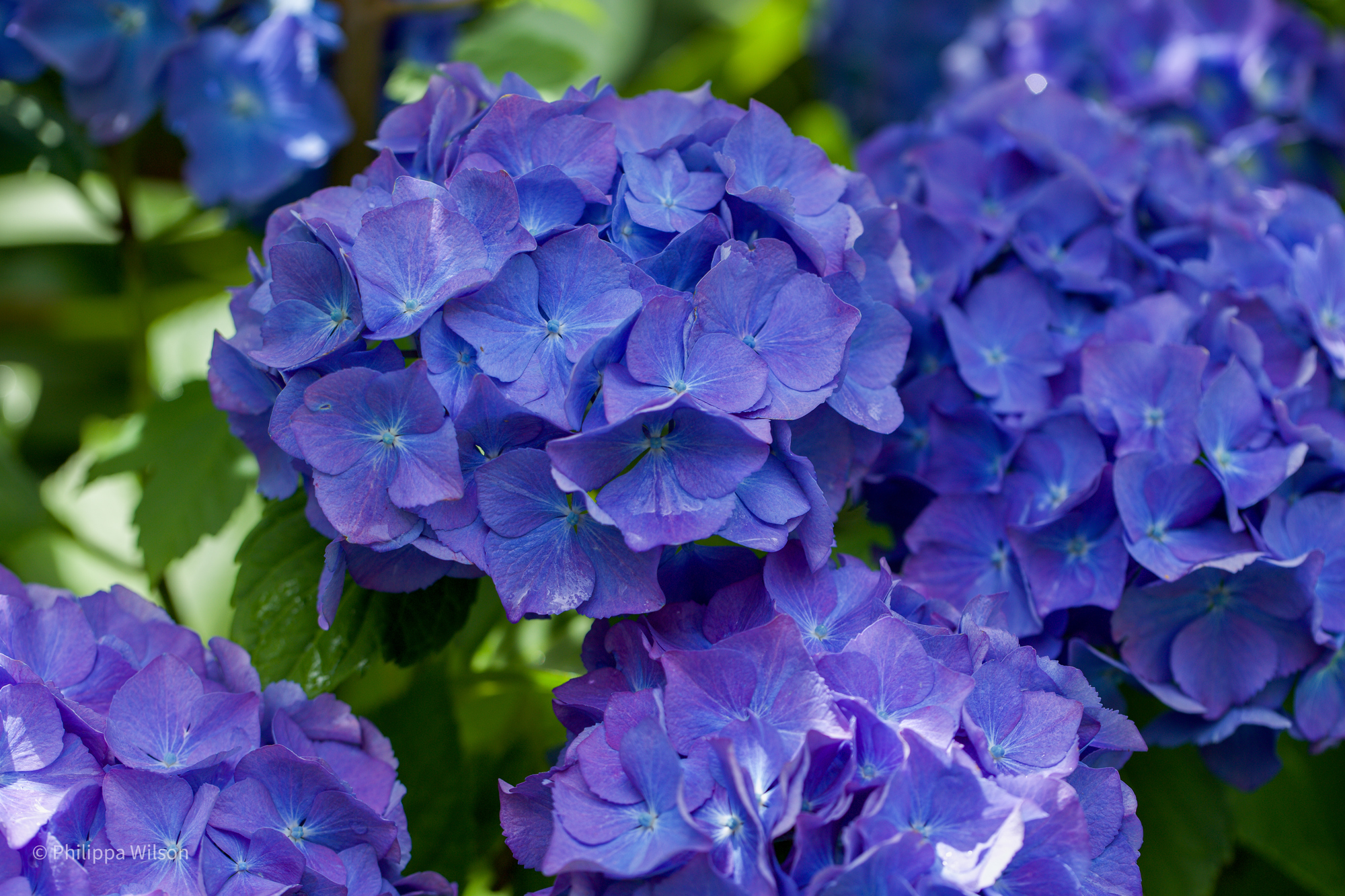 Hydrangea