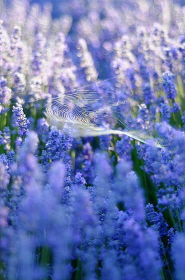 Lavendercloseupspider DSC9144