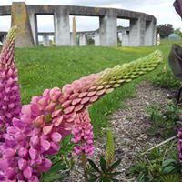Lupin Henge