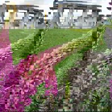 Lupin Henge