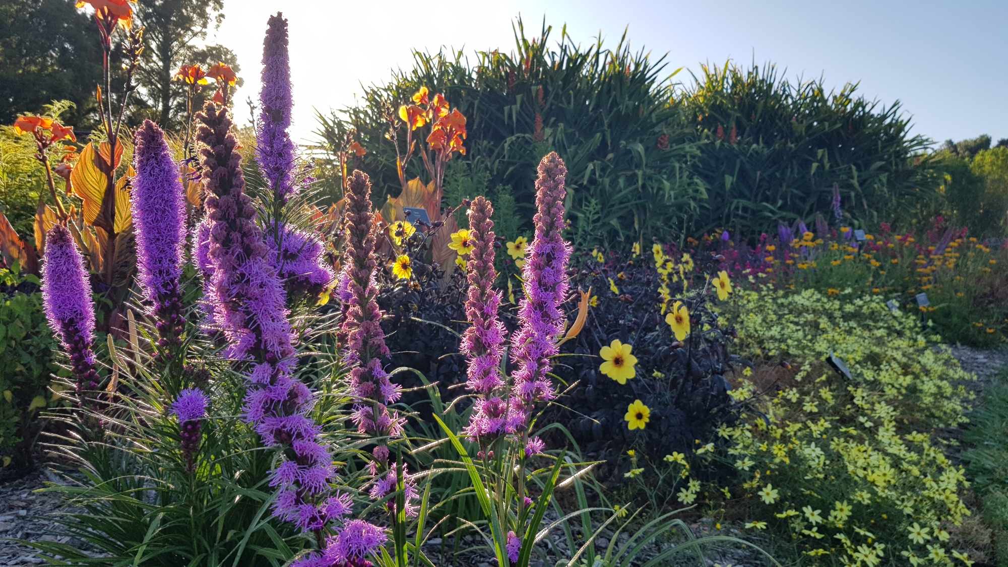 Perennial Garden