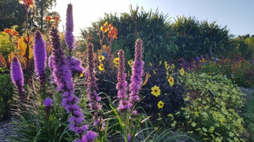 Perennial Garden
