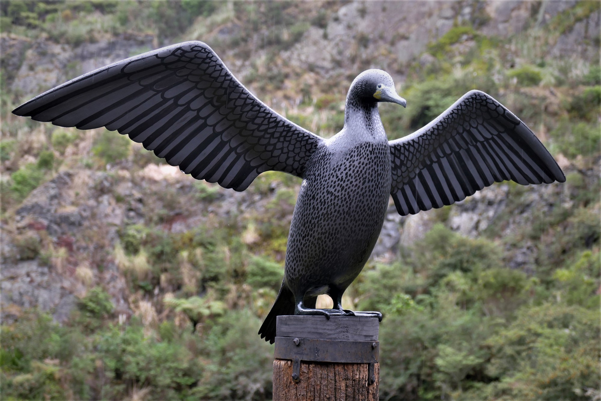 Black Shag Tania Patterson