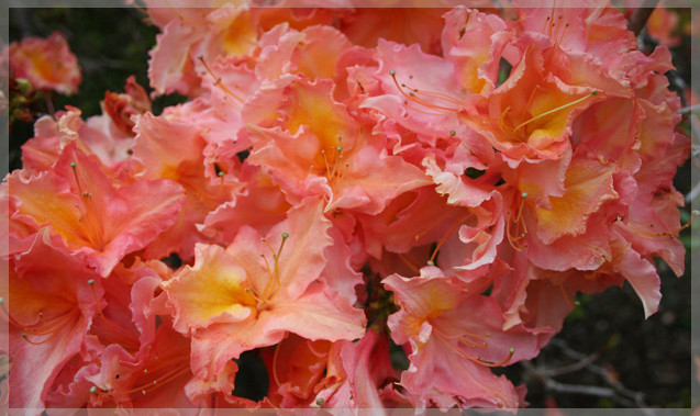 Dec Azalea Almond Icing Clipped 637X379