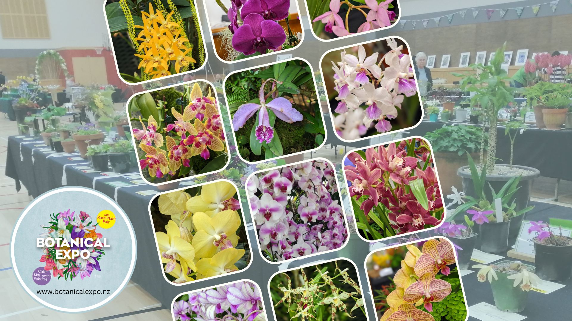 Orchid Show and Display