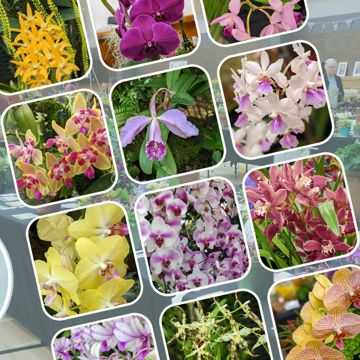 Orchid Show and Display