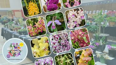 Orchid Show and Display