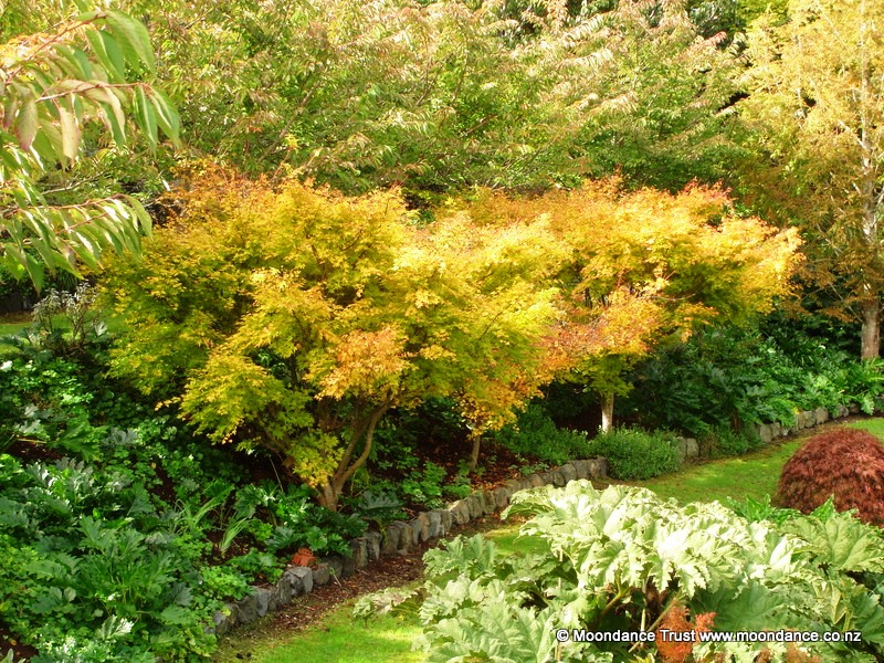 Pond Acer Palmatum Green Autumn