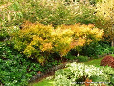 Pond Acer Palmatum Green Autumn