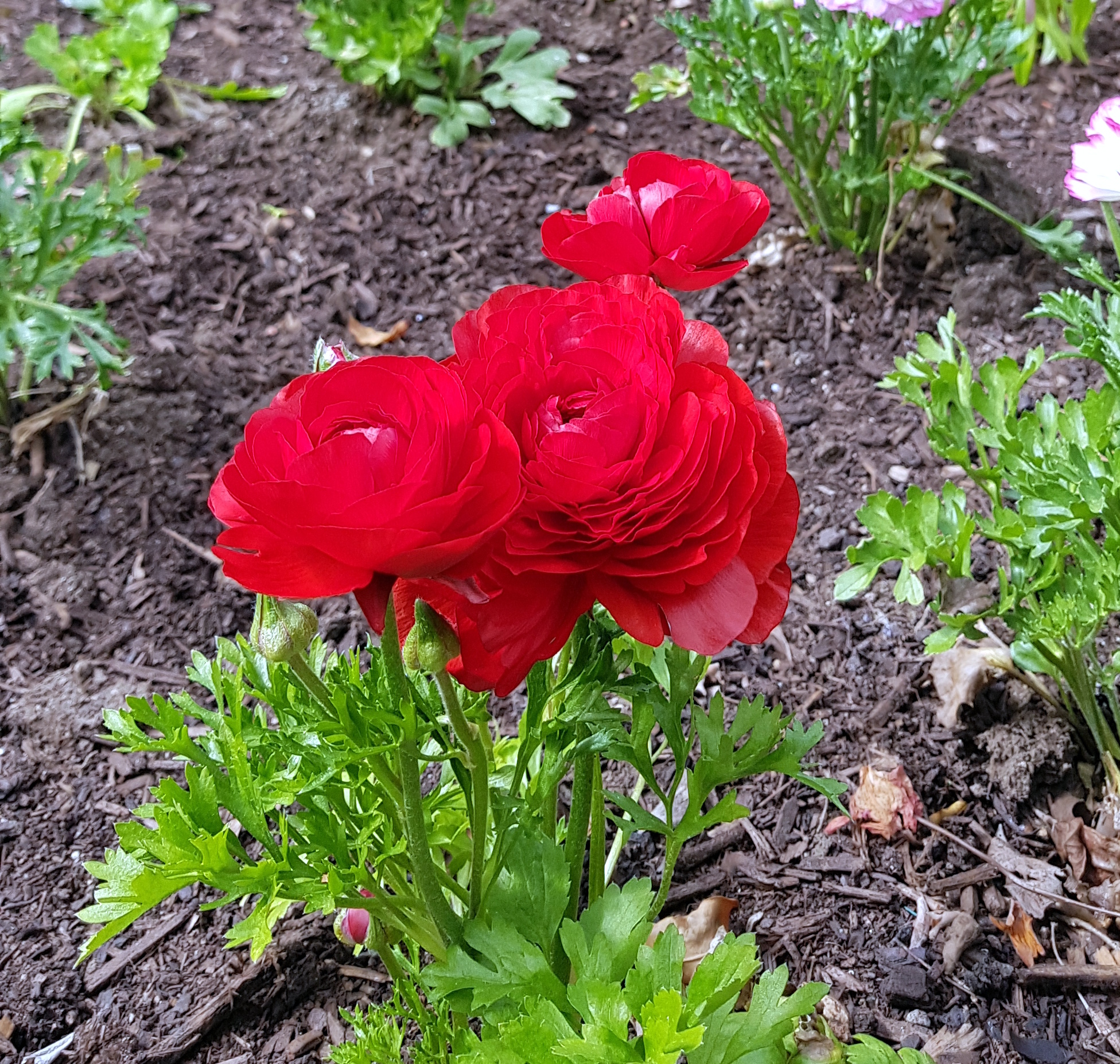 Red Flowers Sept 2020