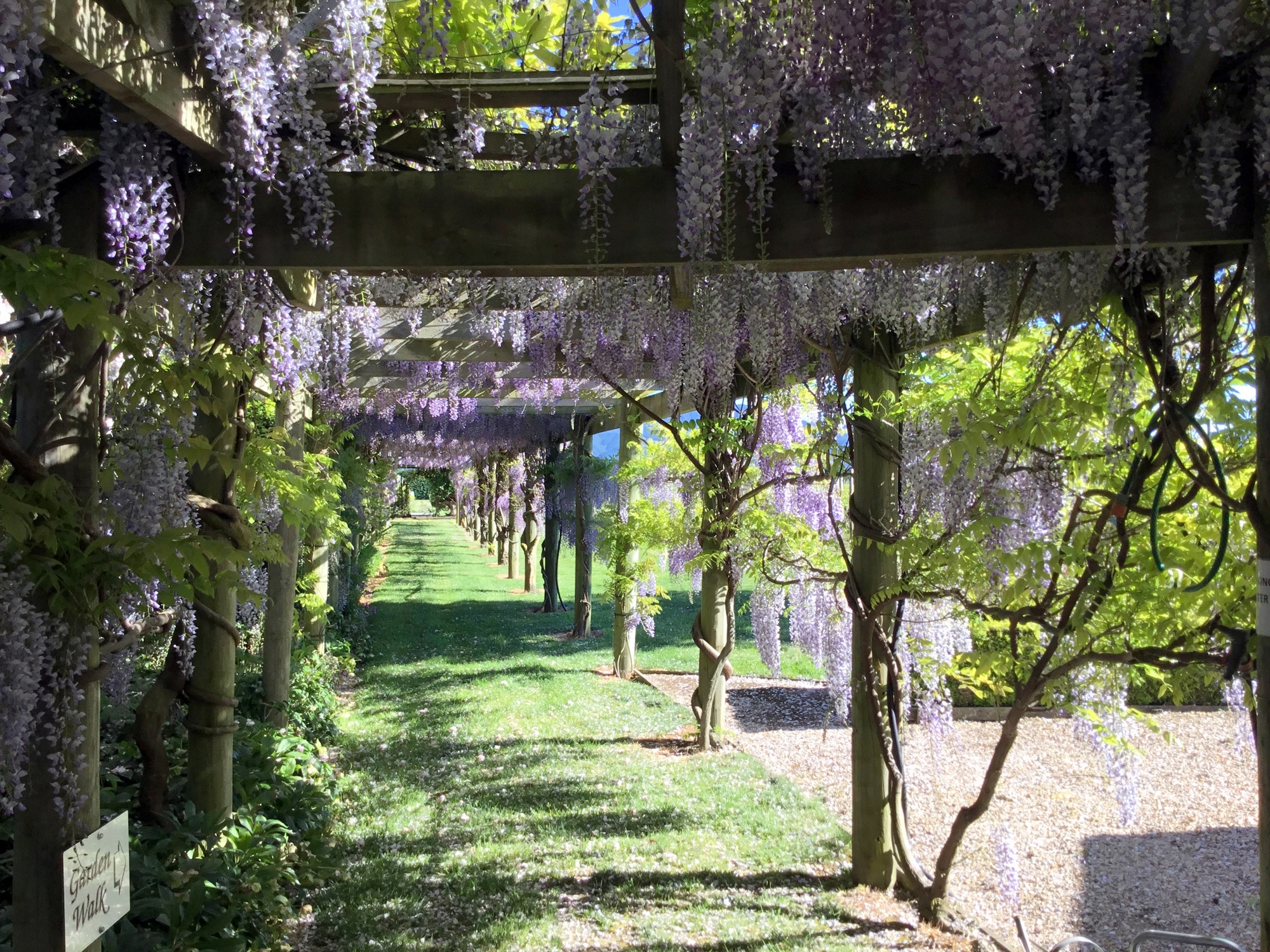 Wisteria Pergola North