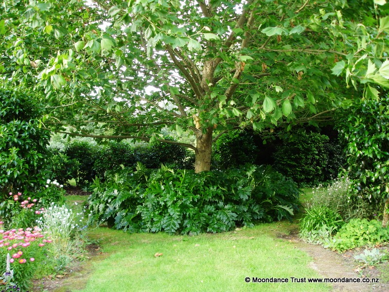 Quiet Path Acanthus