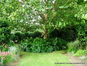 Quiet Path Acanthus
