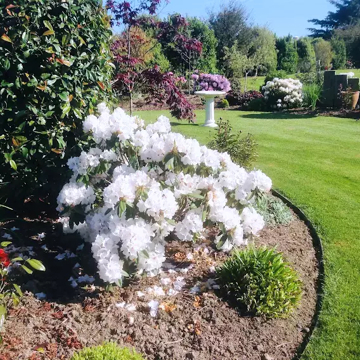 Bailey Garden 5