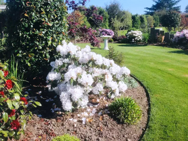 Bailey Garden 5