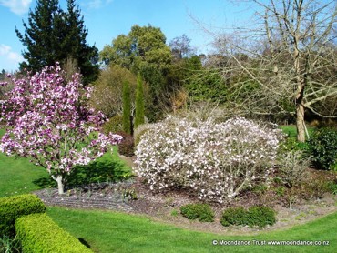 Terrace Magnolia Soulangiana And Stellata