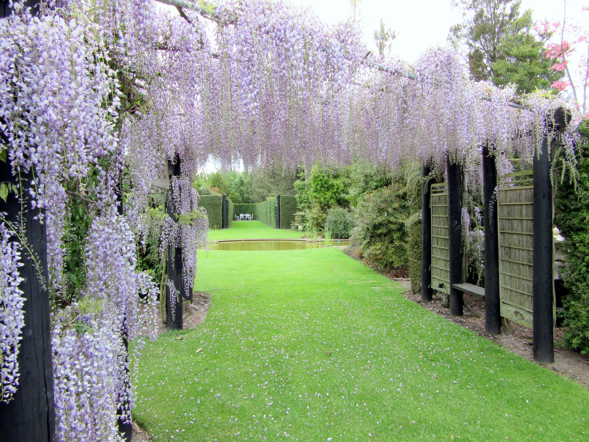 3Wisteria 0144