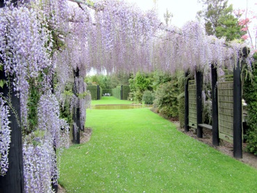 3Wisteria 0144