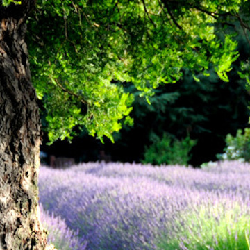 Banner11
