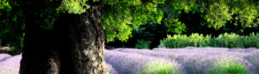 Banner11
