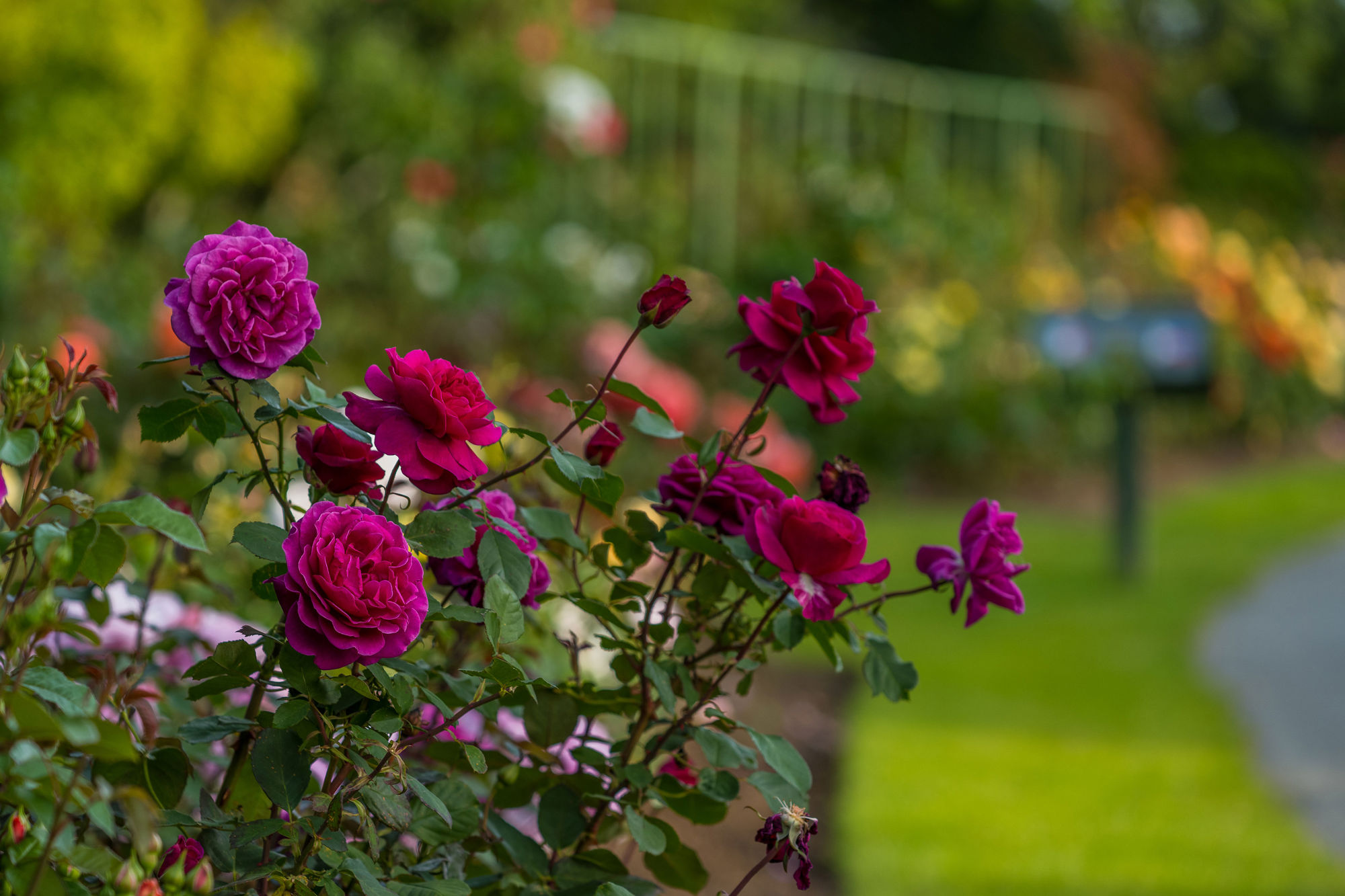 Gorepublicgardens 24