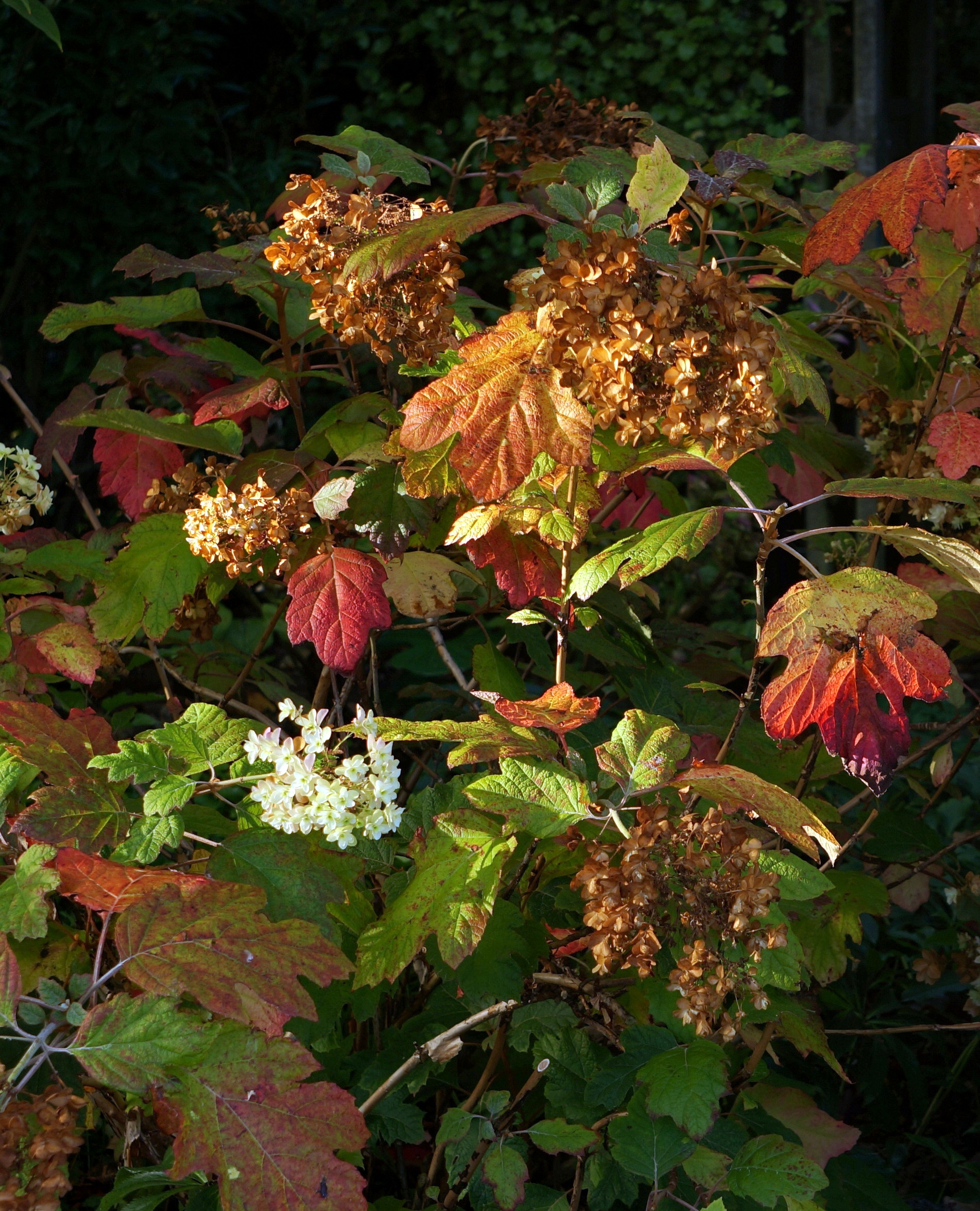 Dsc09193g2