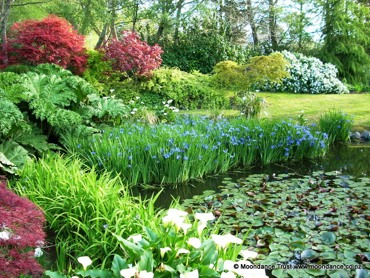 Pond Spring Iris