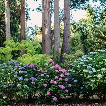 LL 81 Hortensia House 8