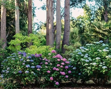 LL 81 Hortensia House 8
