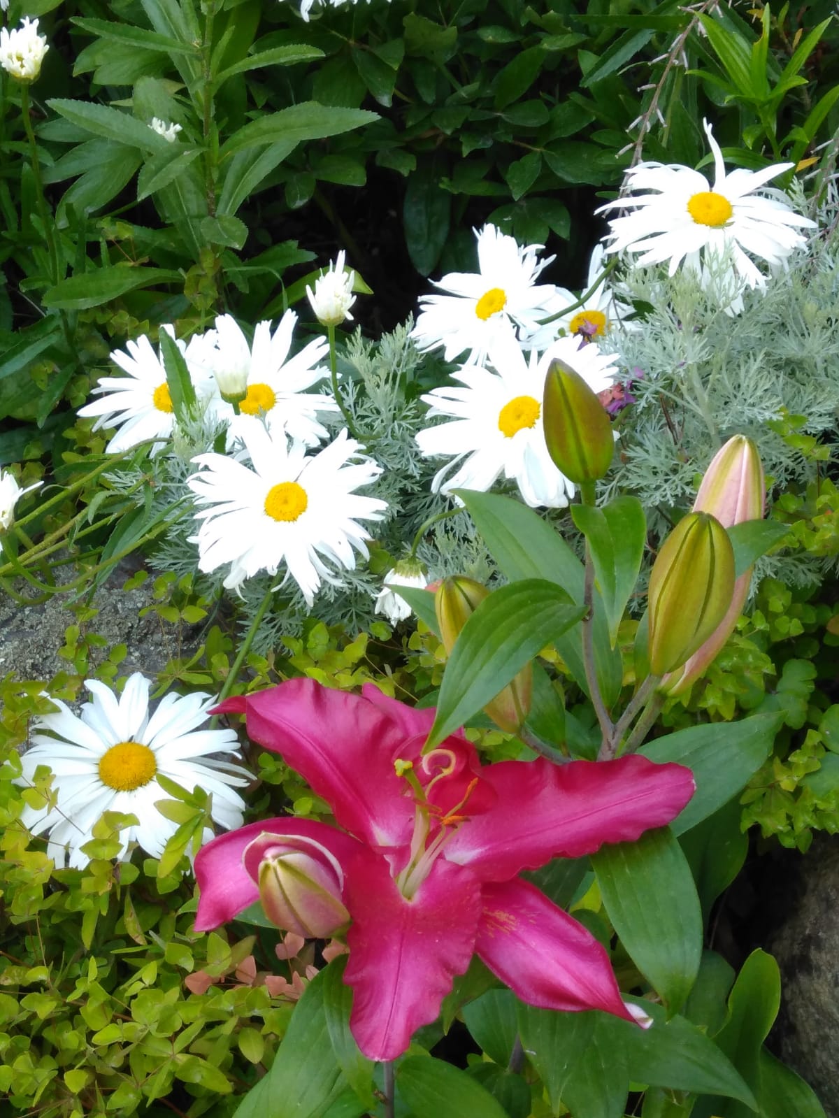 Lily Daisies