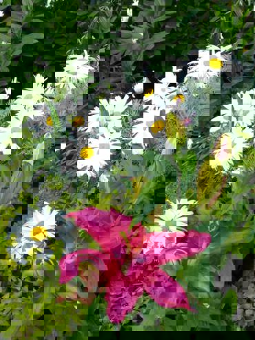 Lily Daisies