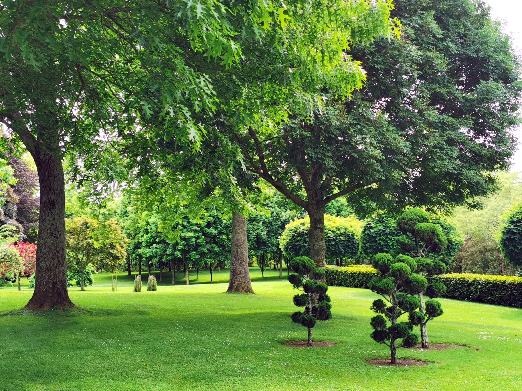 tree (1)