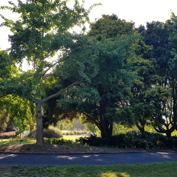 Urban Trees Garden