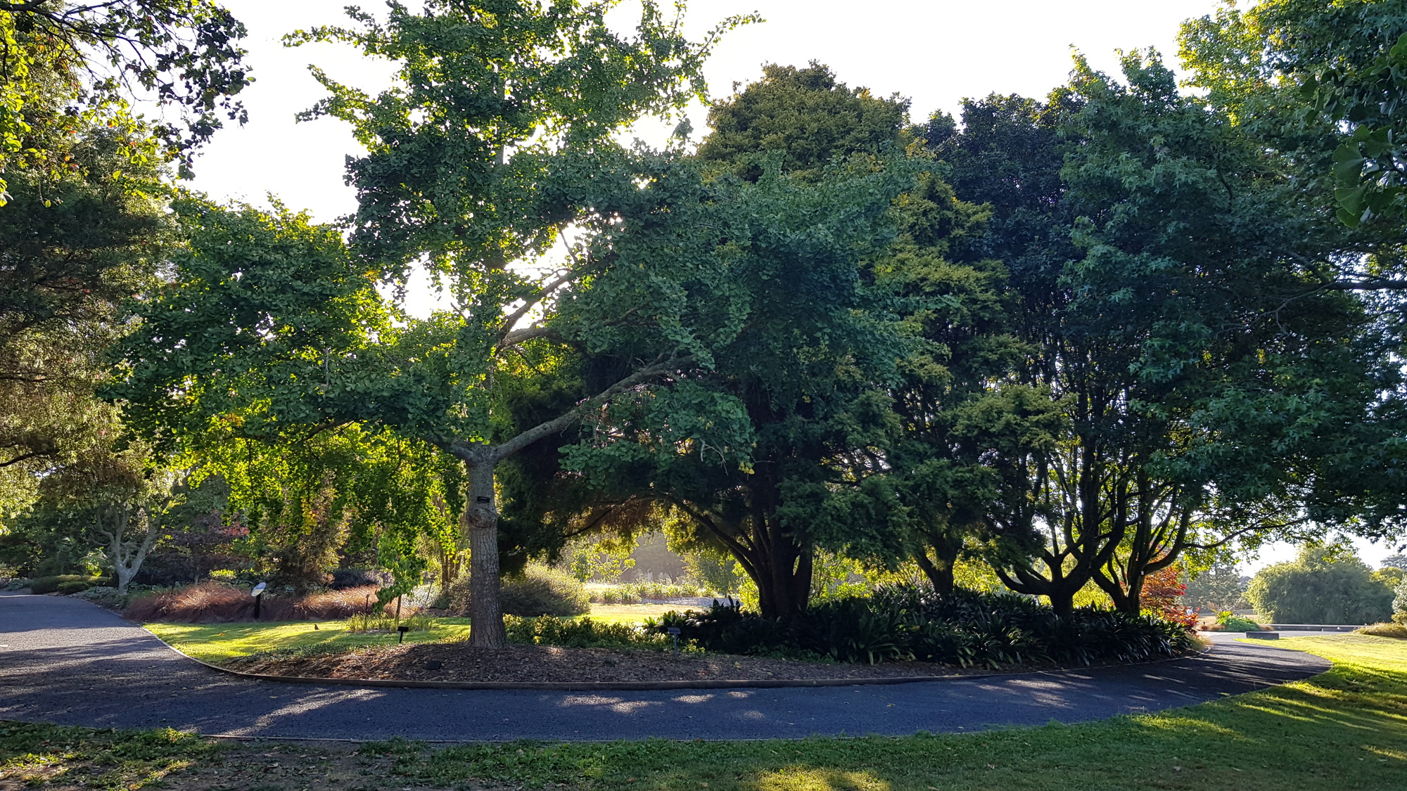 Urban Trees Garden