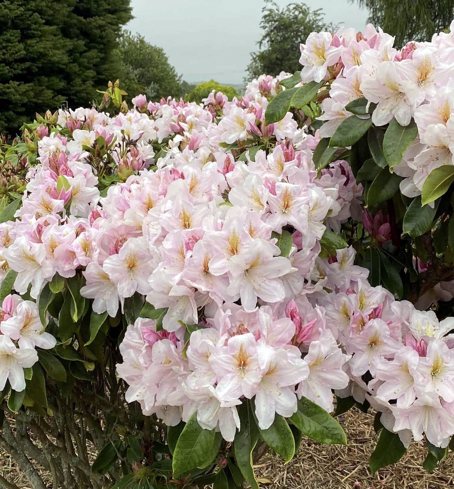 Pink Rhodo