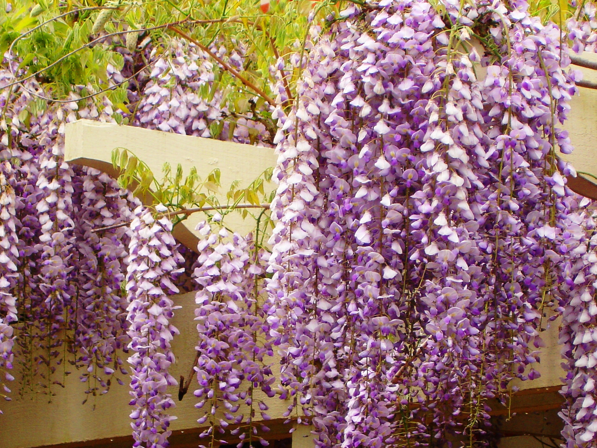 Wisteria Sinensis 11