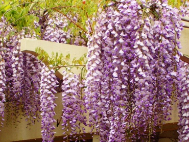 Wisteria Sinensis 11