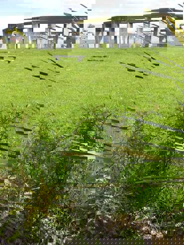 Kowhai Henge