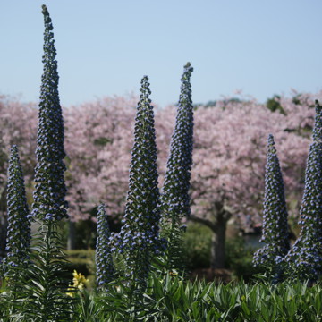 Spring Scene