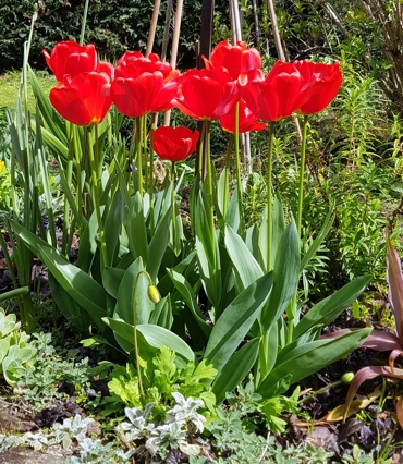 Red Tulips Sept 2020