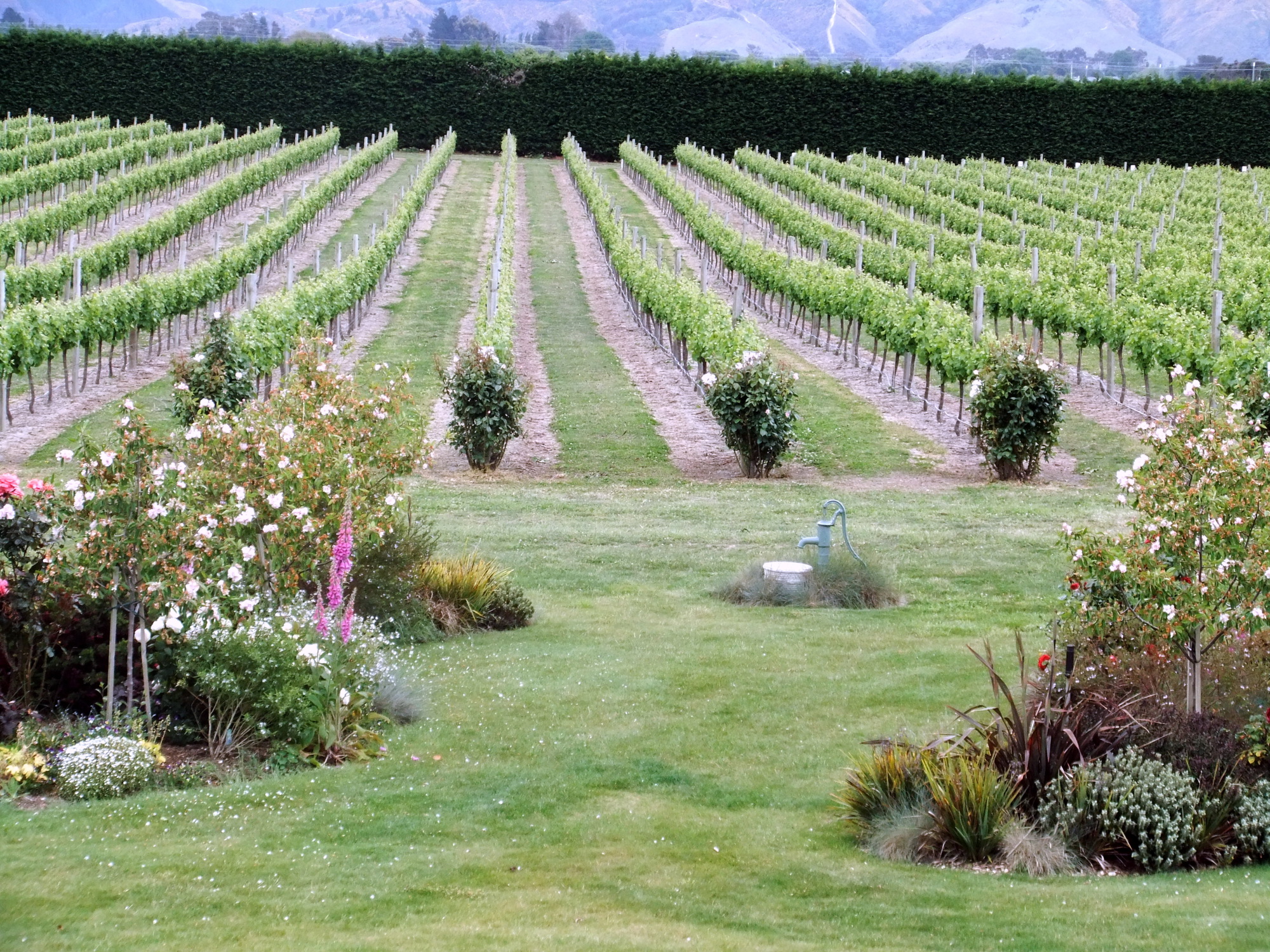 1 Vineyard
