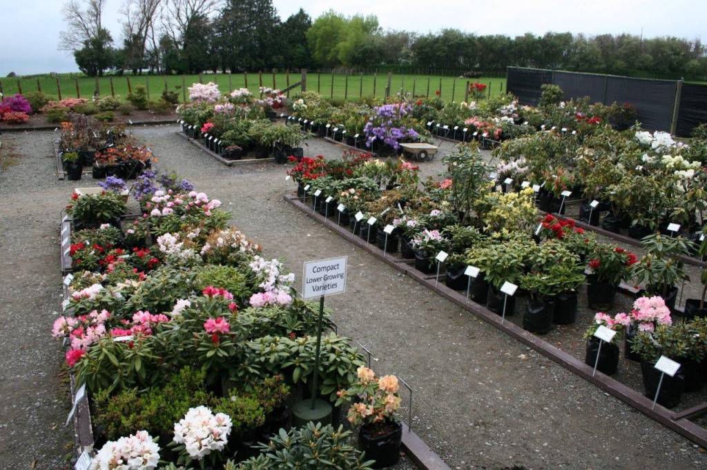 Nursery Lg 1024X682