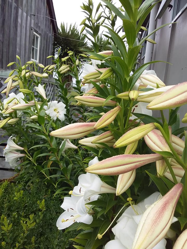 Xmas Lillies