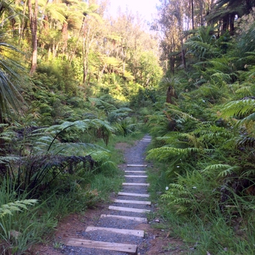 Bush Walk