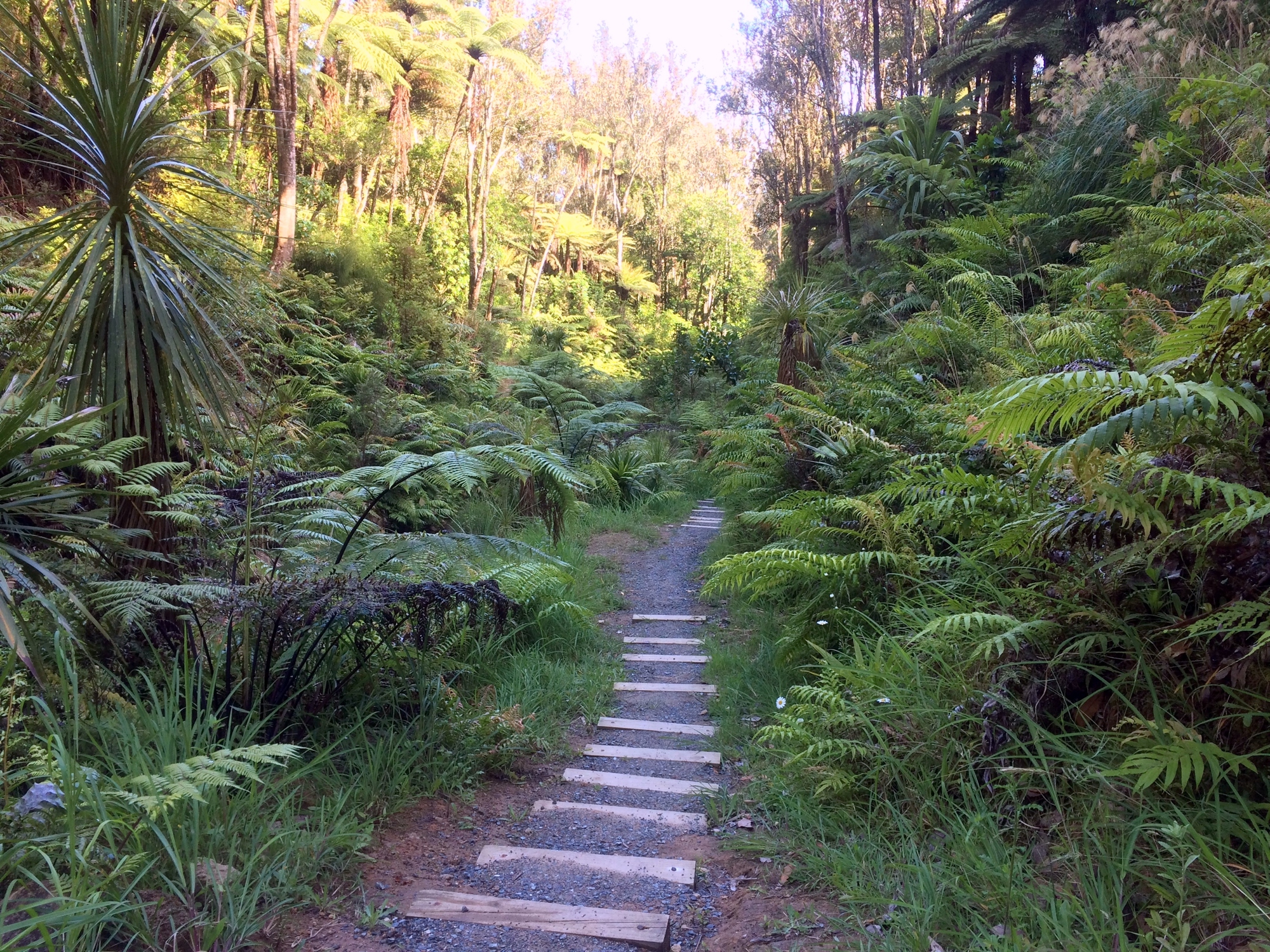 Bush Walk